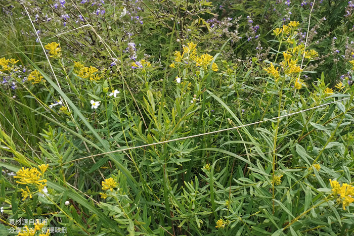 瑞香料蕘花